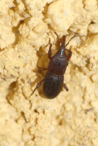 Réf. 301 052 : Sitophilus granarius